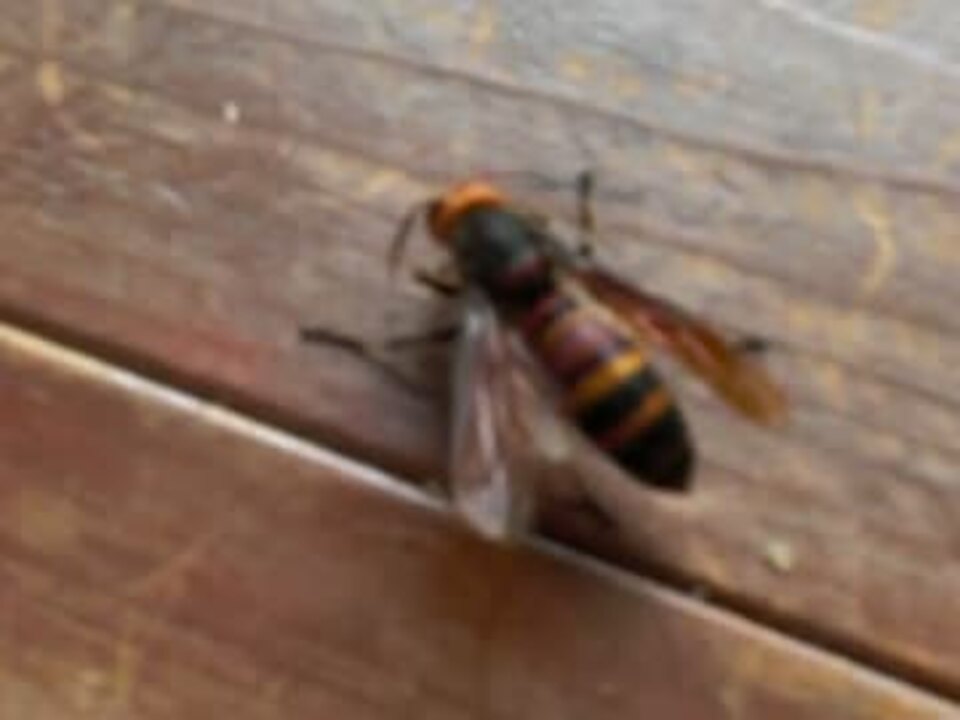 人気の スズメバチ 動画 227本 7 ニコニコ動画