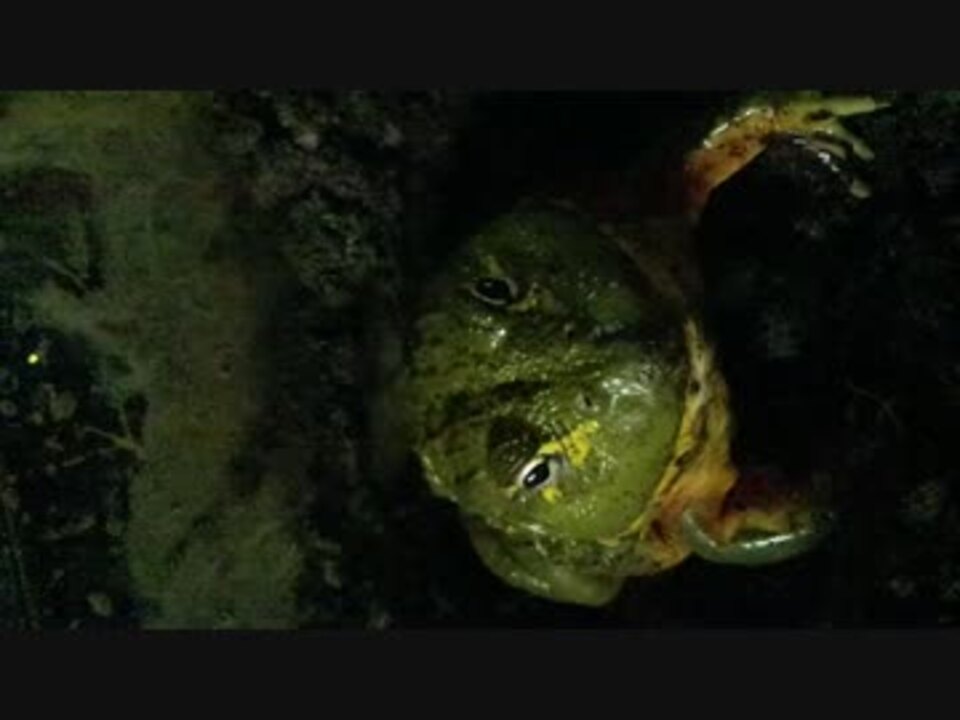 人気の ｶｴﾙ 動画 965本 11 ニコニコ動画