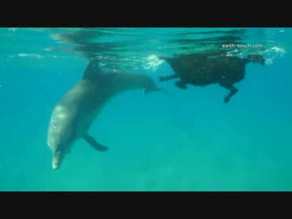 イルカといっしょに泳ぐわんこ ニコニコ動画