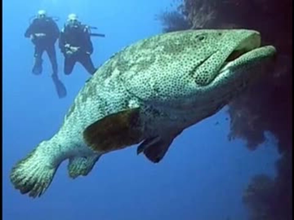 Групер в черном море. Групер Голиаф рыба. Глубоководный Групер. Групер Черноморский. Тихоокеанский Групер.