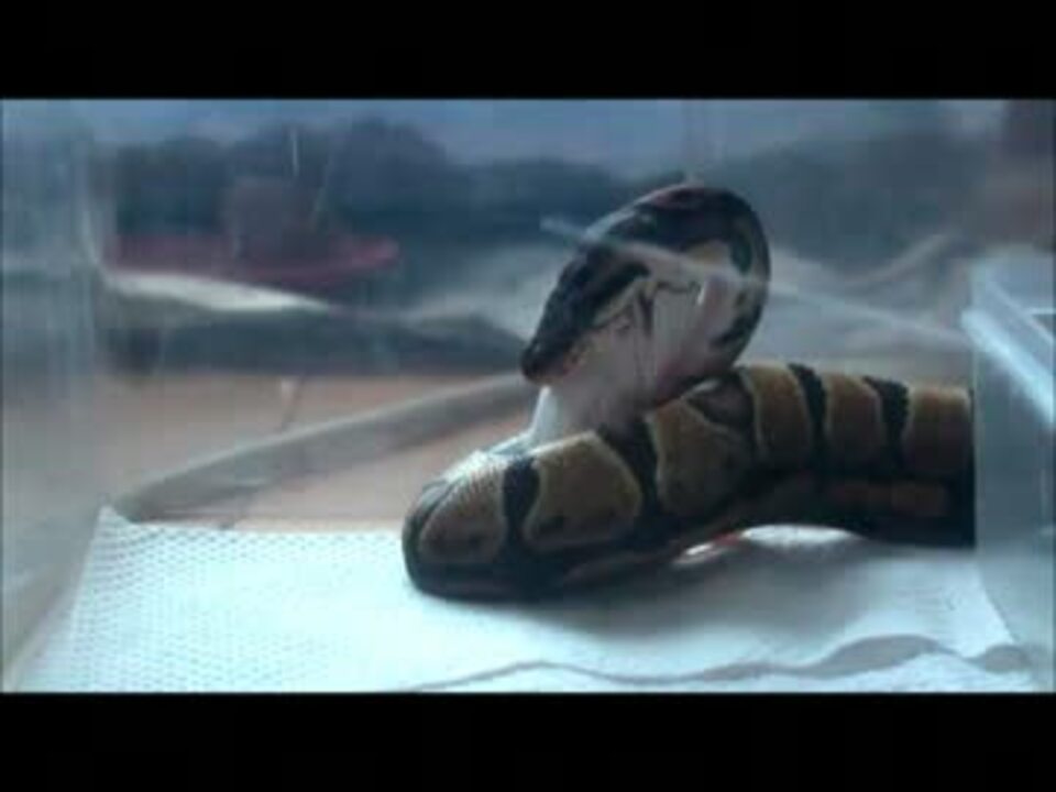 初めてのボールパイソンの餌やり ニコニコ動画