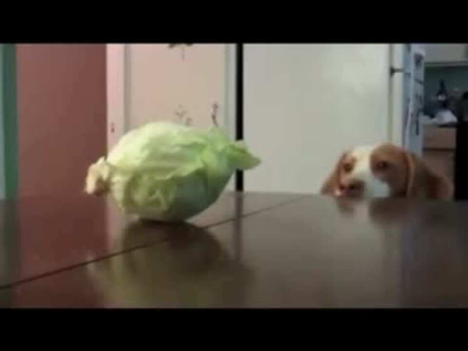 犬がキャベツをつまみ食いする ニコニコ動画