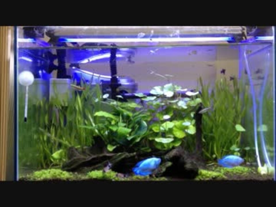 人気の 熱帯魚 水槽 動画 652本 12 ニコニコ動画