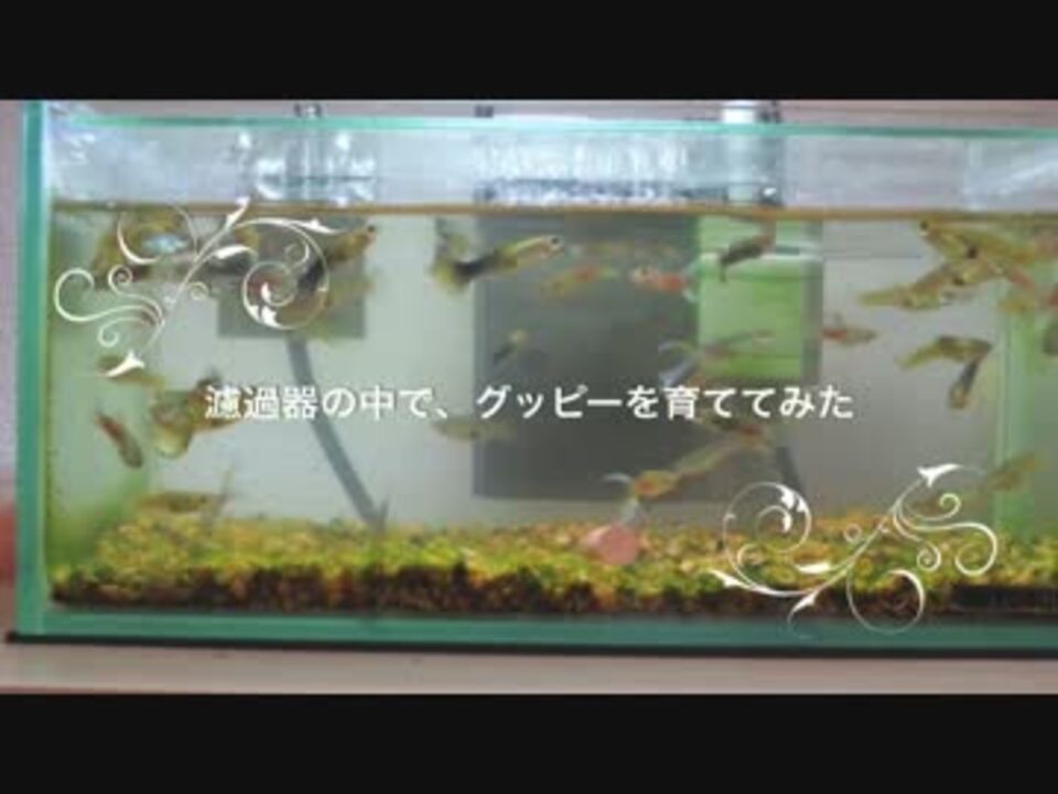 人気の グッピー 動画 168本 5 ニコニコ動画