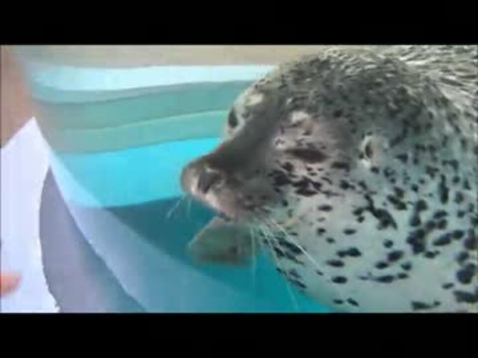 京都水族館の人懐っこいアザラシ ニコニコ動画