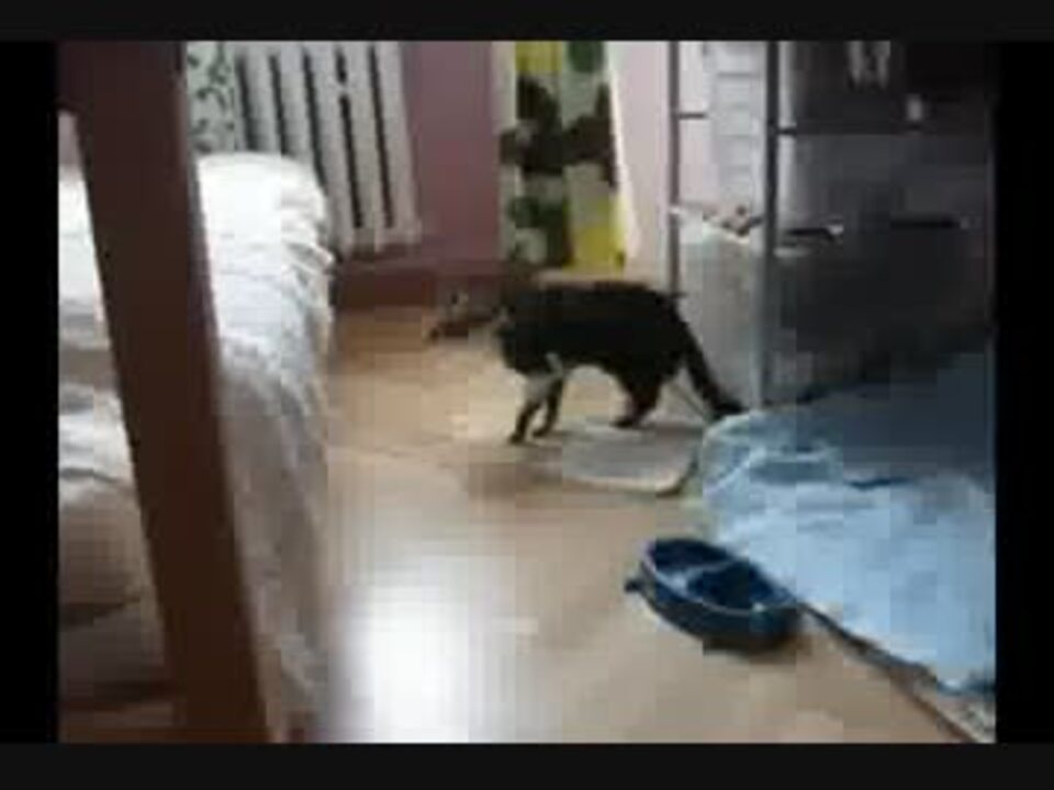 猫の寄生虫除去治療 ニコニコ動画