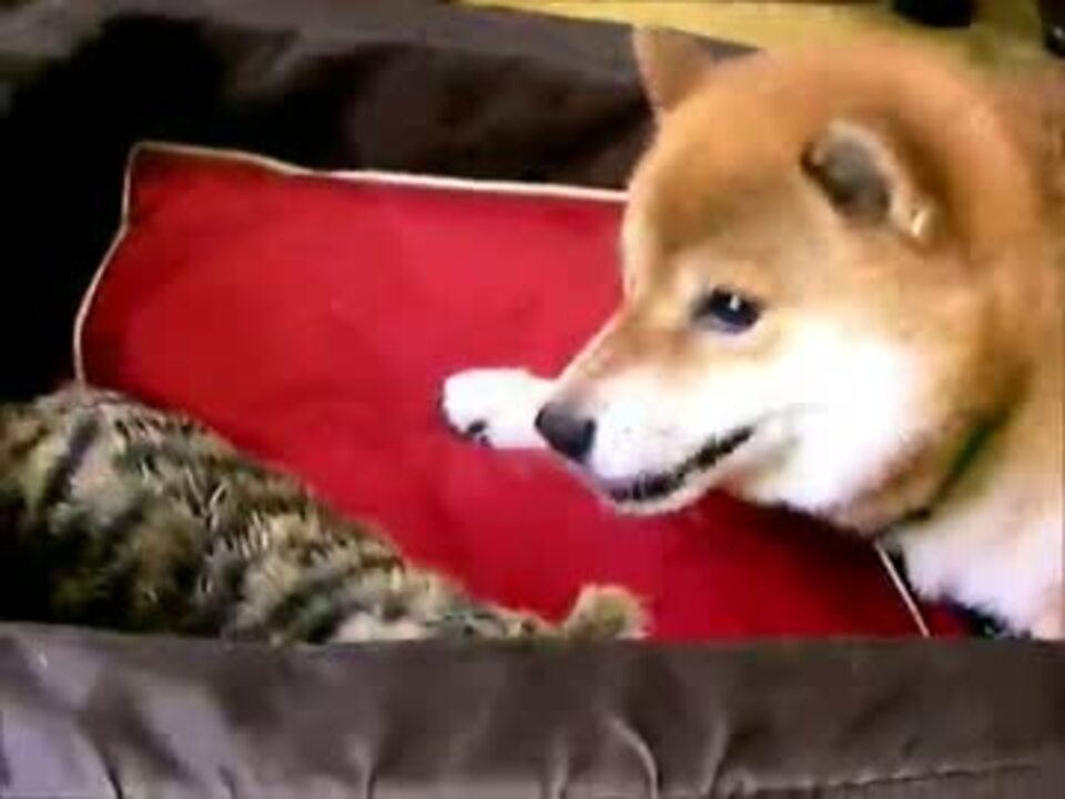 柴犬が気色悪い声を出しながら転がる猫を捕獲する ニコニコ動画