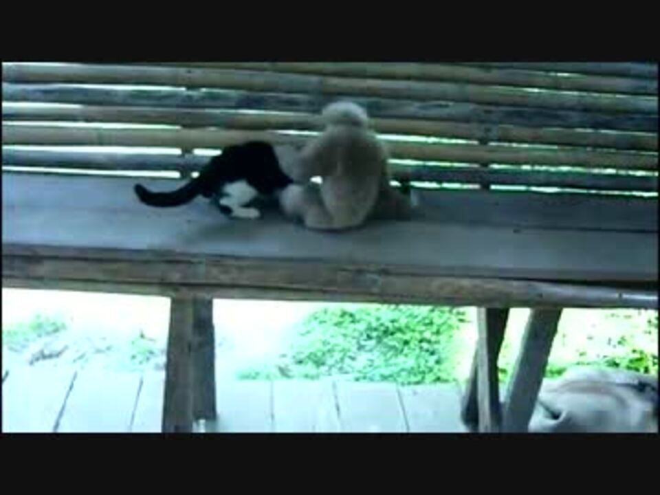 猫を叩いたりしていじめるサル ニコニコ