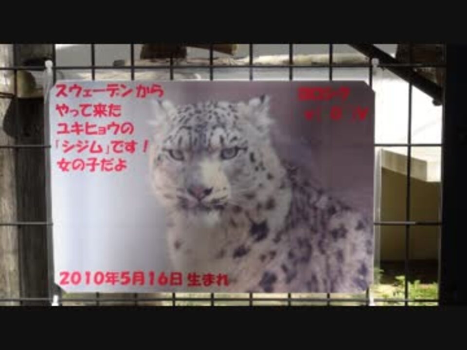 人気の ユキヒョウ 動画 80本 3 ニコニコ動画