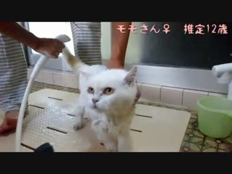 猫が黄ばんできたので洗ってみた ニコニコ動画