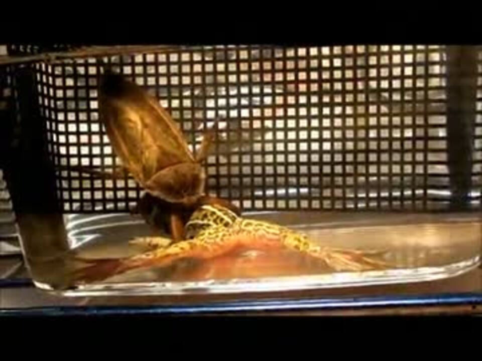 タガメの成虫に生きているカエルをあげてみた ニコニコ動画
