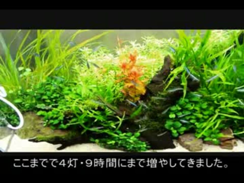 人気の 熱帯魚 水槽 動画 652本 12 ニコニコ動画