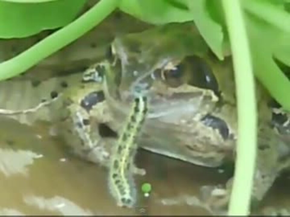 カエルを挑発する芋虫