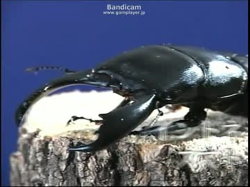 スマトラオオヒラタクワガタvsフローレス ギラファノコギリクワガタ ニコニコ動画