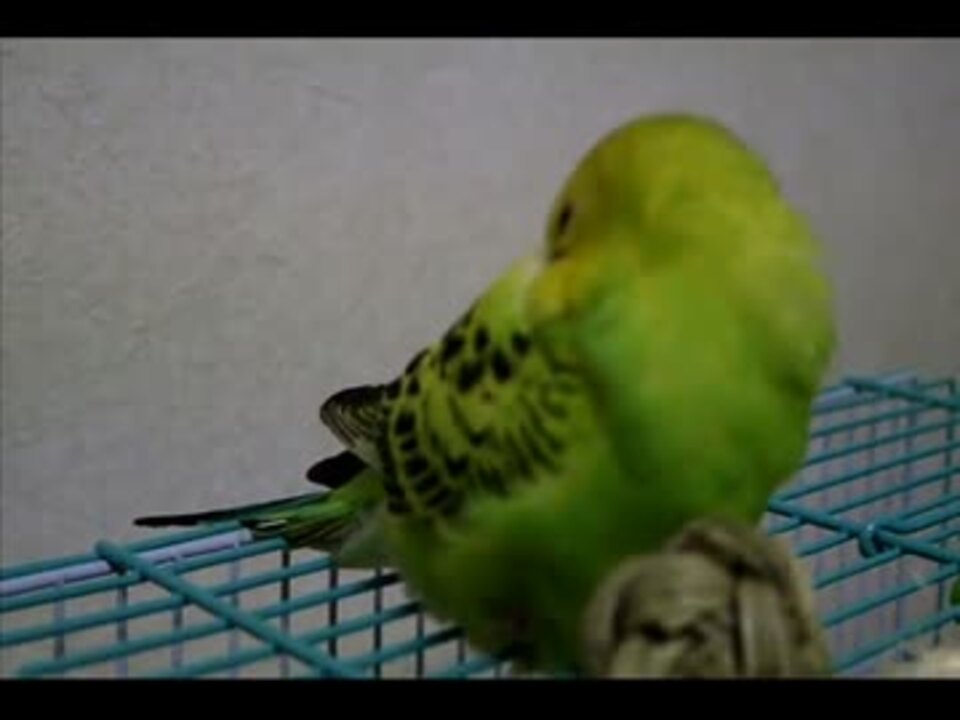 寝言を言うセキセイインコ ニコニコ動画