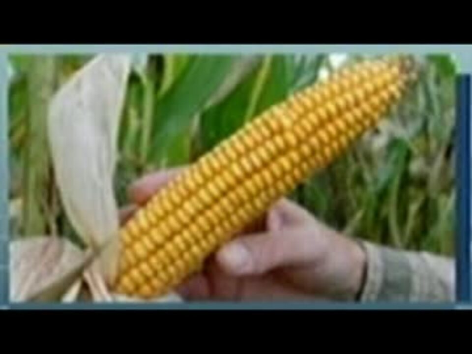 モンサント遺伝子組み換え食物の危険性 ニコニコ動画