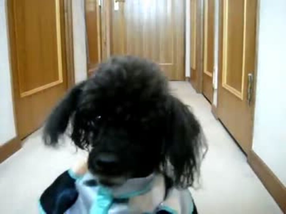 手芸祭 初音ミクの犬服を作ってみた ニコニコ動画