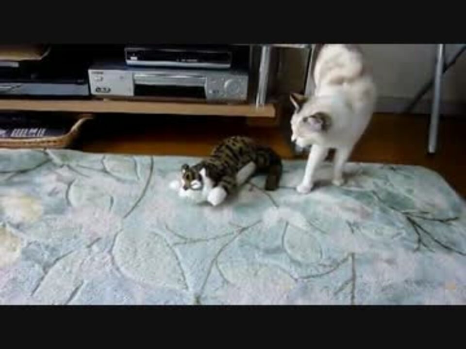 笑い転げる猫にどん引きする猫 ニコニコ動画