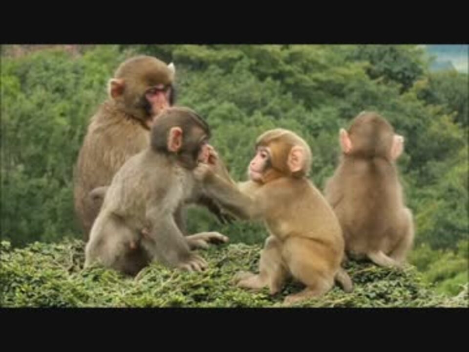 こざるの戯れ ニコニコ動画