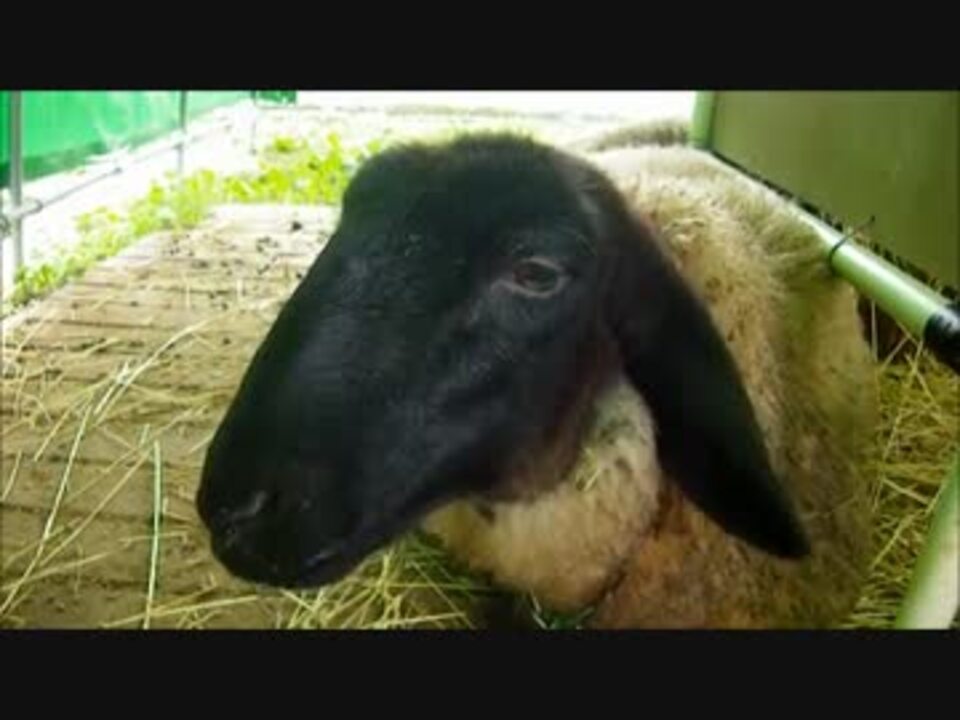 人気の 羊 動画 157本 4 ニコニコ動画
