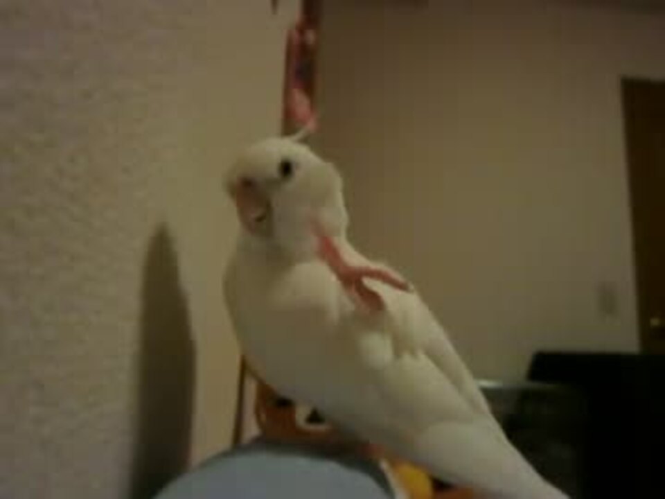 人気の オカメインコ 動画 2 634本 41 ニコニコ動画