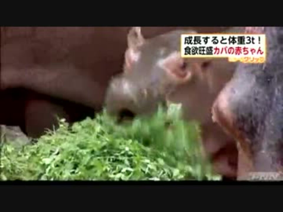 動物園でカバの繁殖に成功 ニコニコ動画