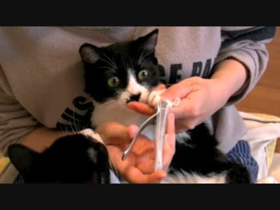 人気の カラスぼん 動画 38本 ニコニコ動画