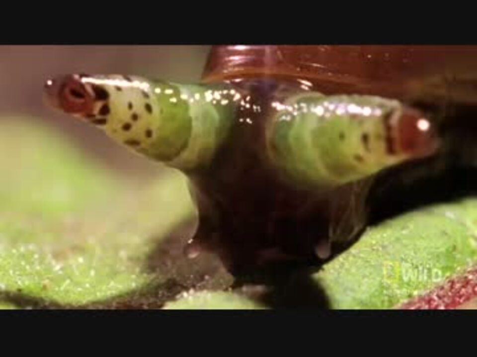 目が気持ち悪いカタツムリ ニコニコ動画