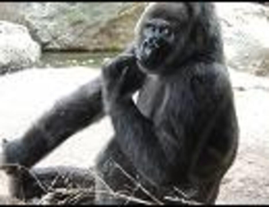 人気の 動物 ゴリラ 動画 156本 3 ニコニコ動画