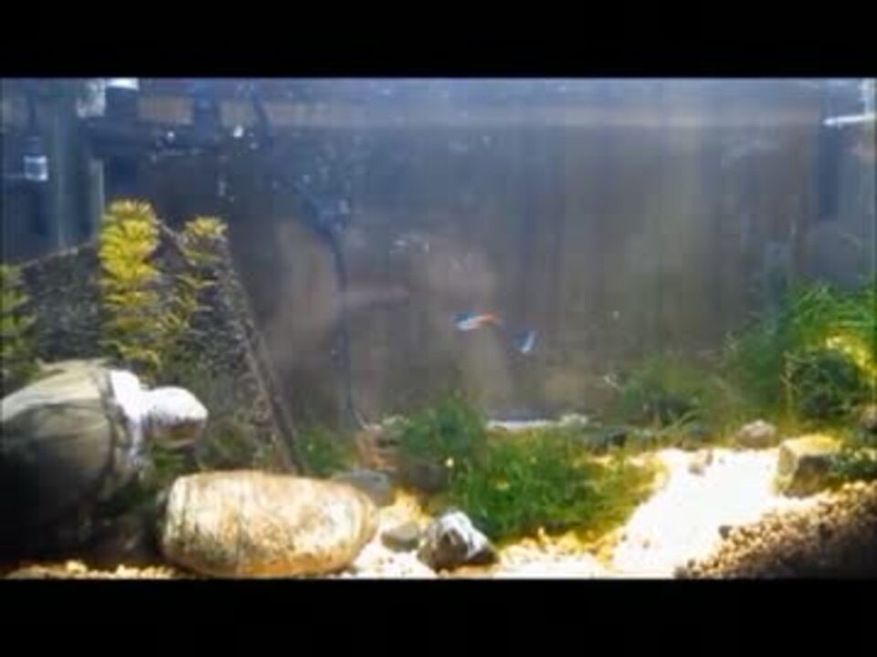 人気の 水槽レイアウト 動画 8本 ニコニコ動画
