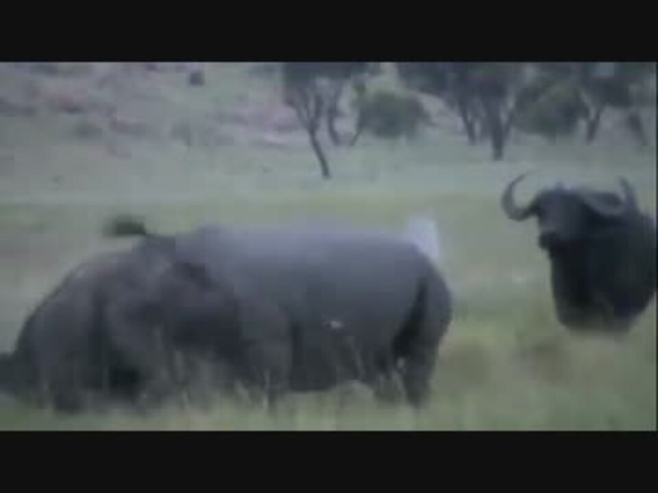 バッファローvsサイの壮絶な戦い ニコニコ動画