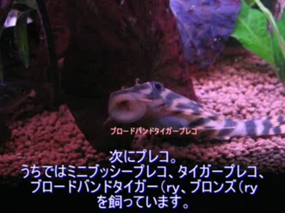 過密 我が家の熱帯魚たち 解説編 混泳 ニコニコ動画