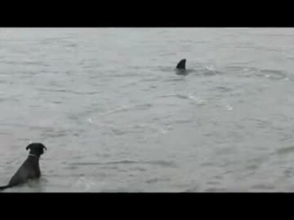 人気の しゃち 動画 170本 4 ニコニコ動画