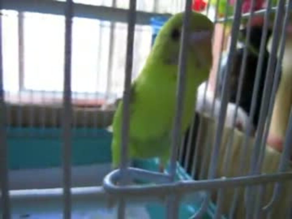 人気の ｾｷｾｲｲﾝｺ 動画 2 700本 34 ニコニコ動画