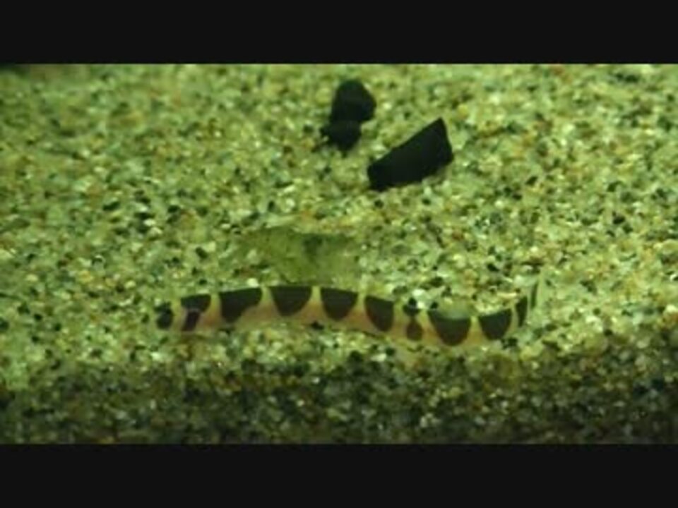 人気の クーリーローチ 動画 9本 ニコニコ動画