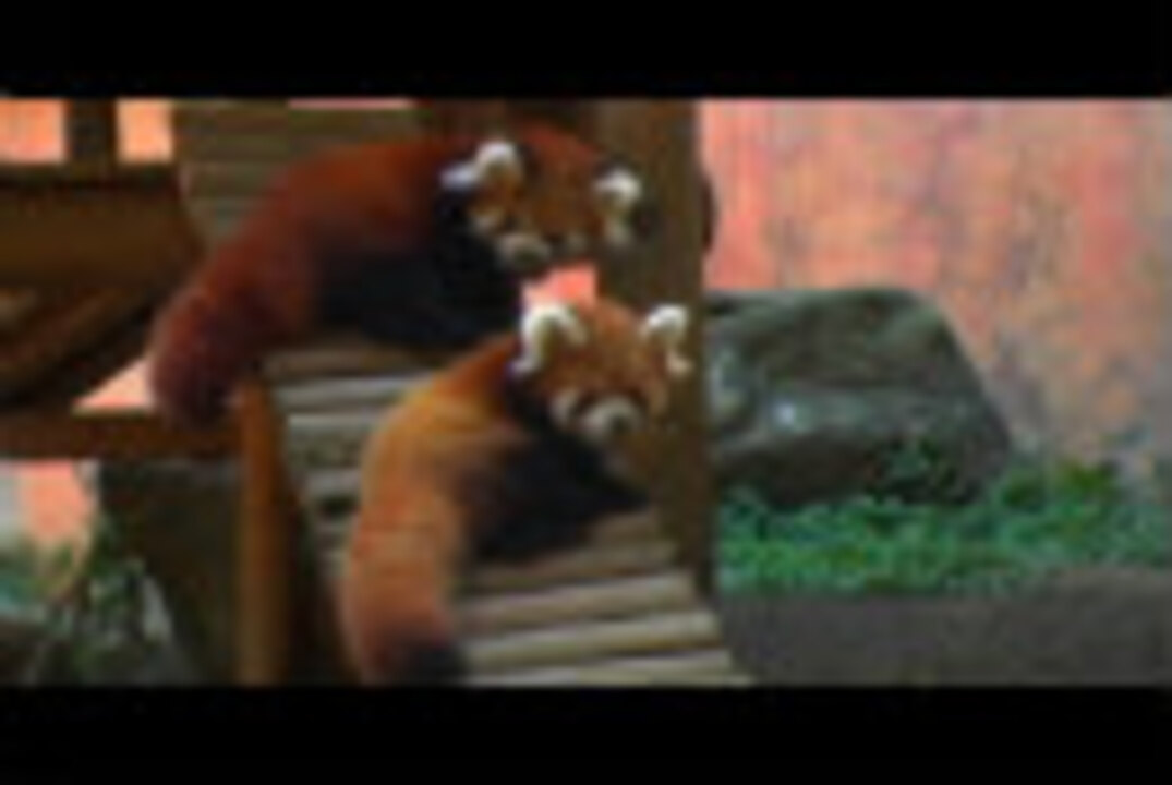 人気動物の総選挙 動物スター誕生 エンターテイメント 動画 ニコニコ動画