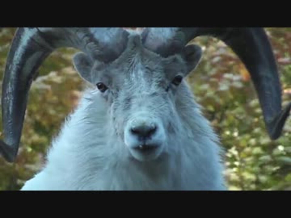 人気の 羊 動画 157本 4 ニコニコ動画
