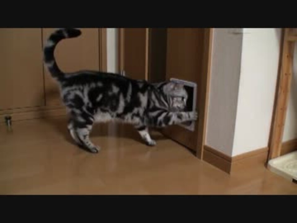 ジャンプでドアを開ける猫にネコ用ドアをつけてやったら ニコニコ動画