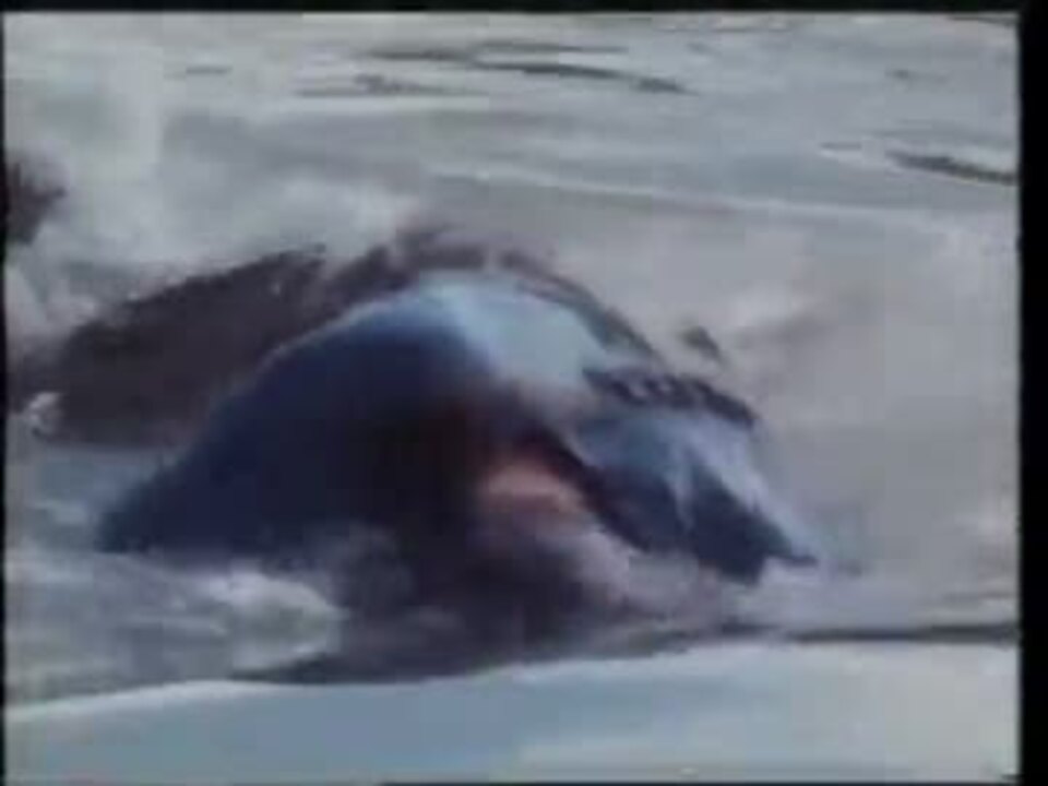 キラー クロコダイル 怒りの逆襲 5 5 ニコニコ動画