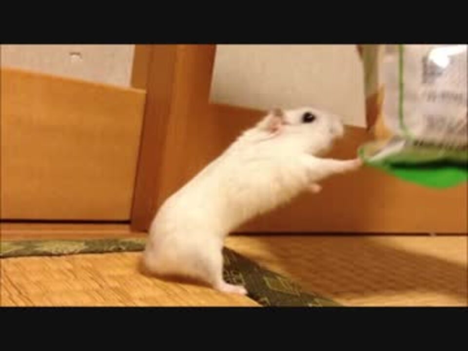 人気の ハムスター もふもふ動画 動画 260本 5 ニコニコ動画