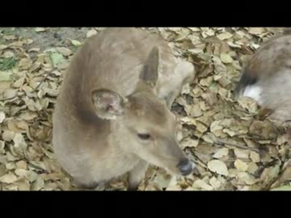 人気の 奈良公園 動画 152本 5 ニコニコ動画