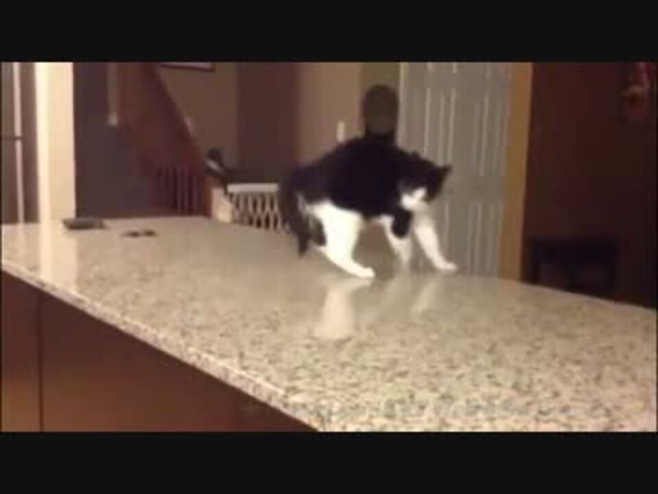 ジョジョ立ちする猫 ニコニコ動画