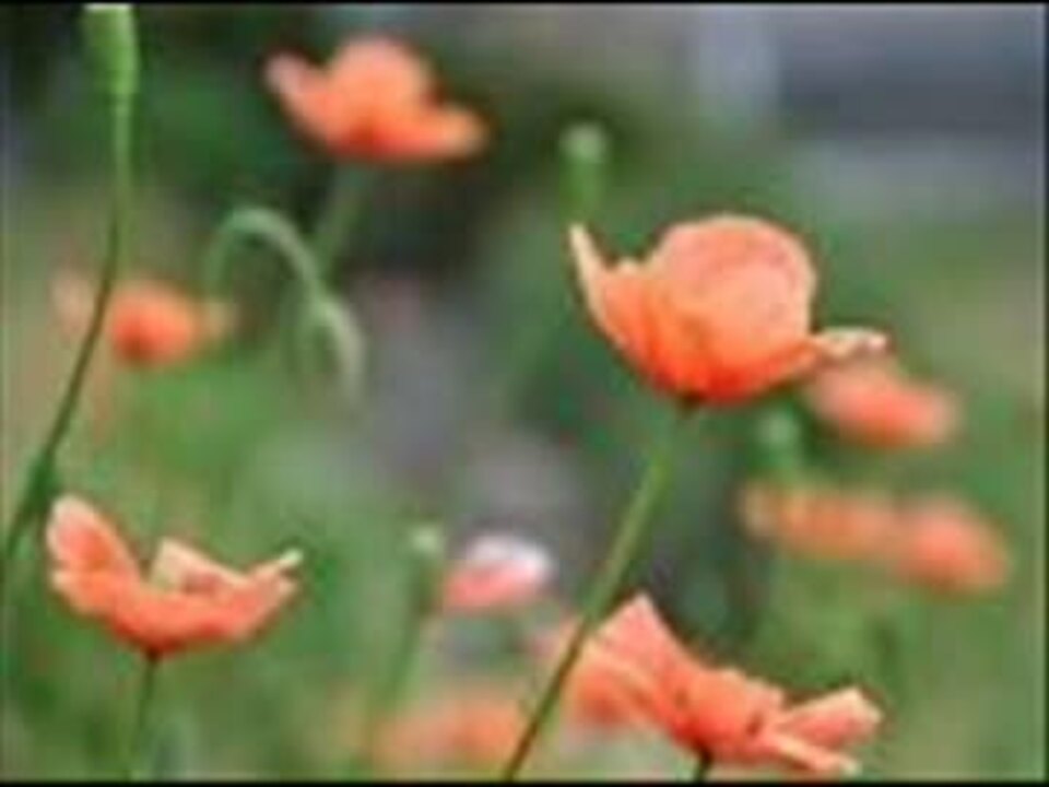 遺言 ひなげしの花言葉 伊吹唯 ニコニコ動画