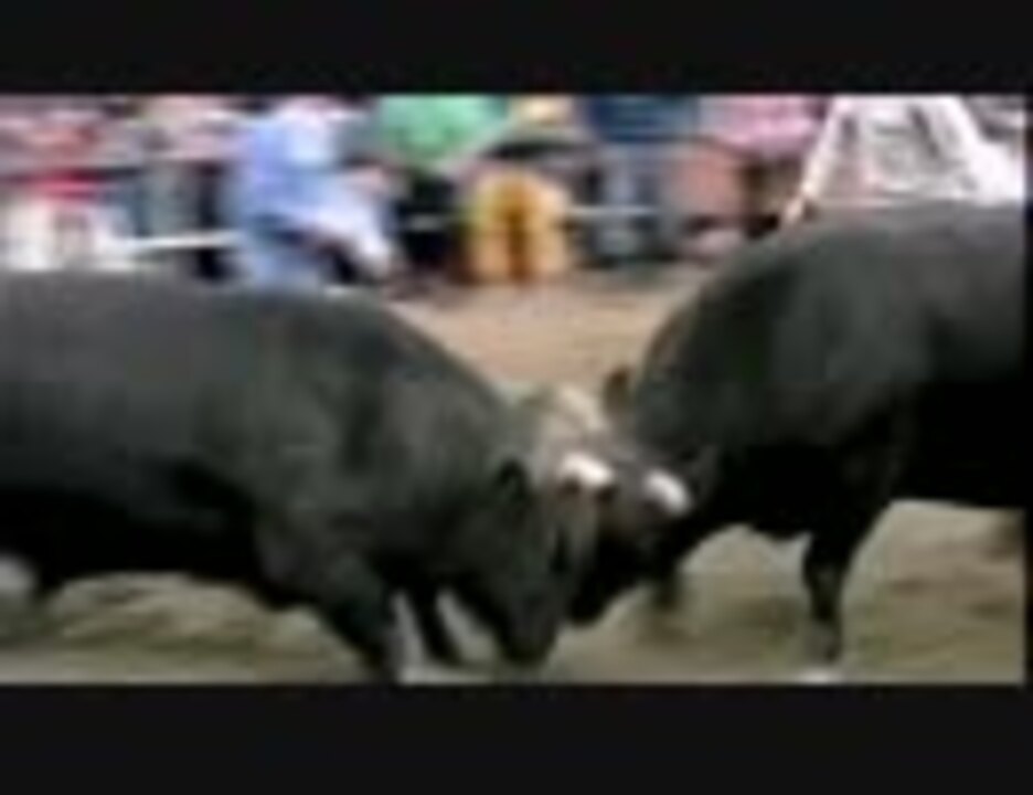 徳之島闘牛tv ニコニコ動画