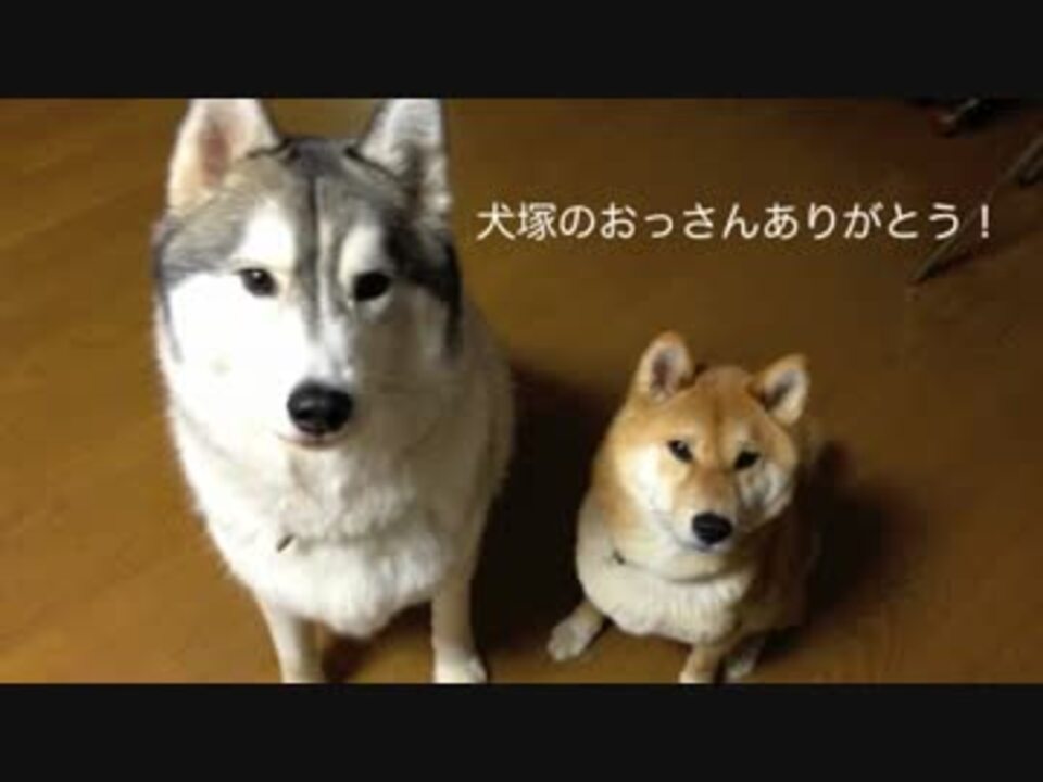 犬塚のおっさんケーキありがとよォォォ ニコニコ動画