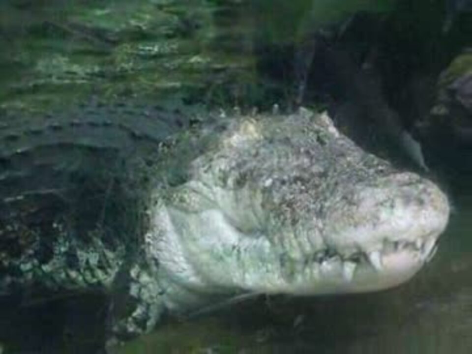 イリエワニの食事タイム 上野動物園にて ニコニコ動画