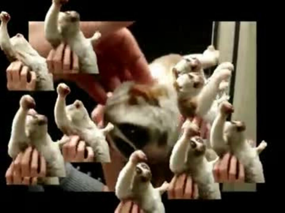 完全勝利した淫夢群UC - ニコニコ動画