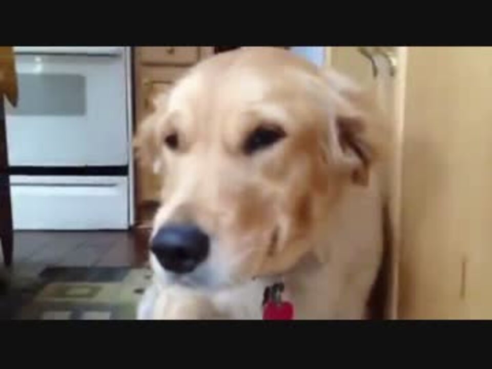 物を壊し罪悪感に苛まれる犬ｗｗｗ ニコニコ動画