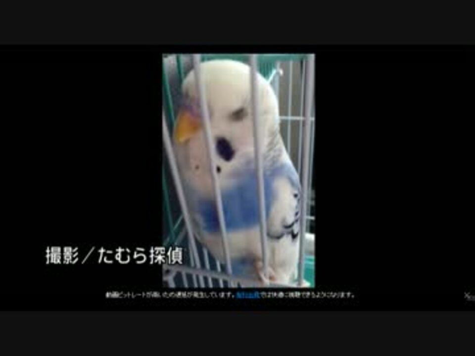 人気の 探偵 ナイトスクープ 動画 97本 3 ニコニコ動画