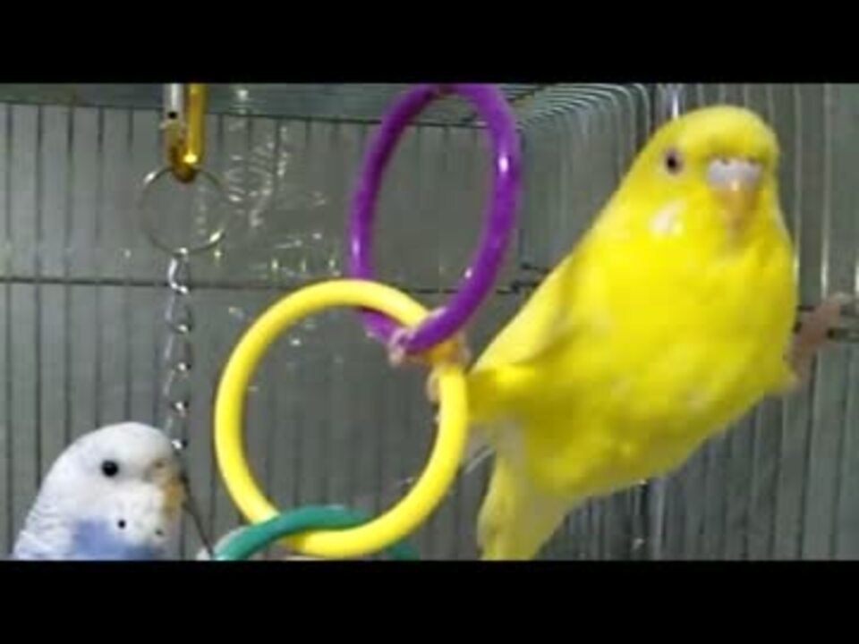 人気の ｾｷｾｲｲﾝｺ 動画 2 450本 13 ニコニコ動画